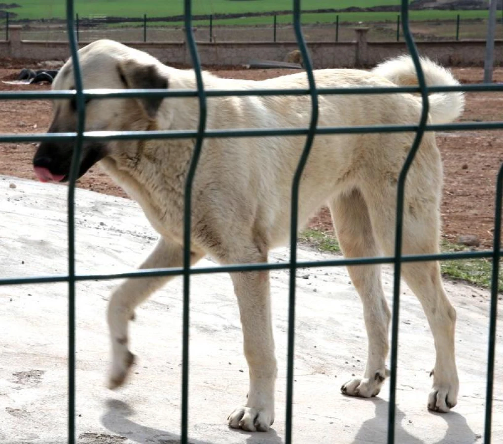 İstanbul Valiliği’nden ‘Kuduz vakalarında artış’ açıklaması