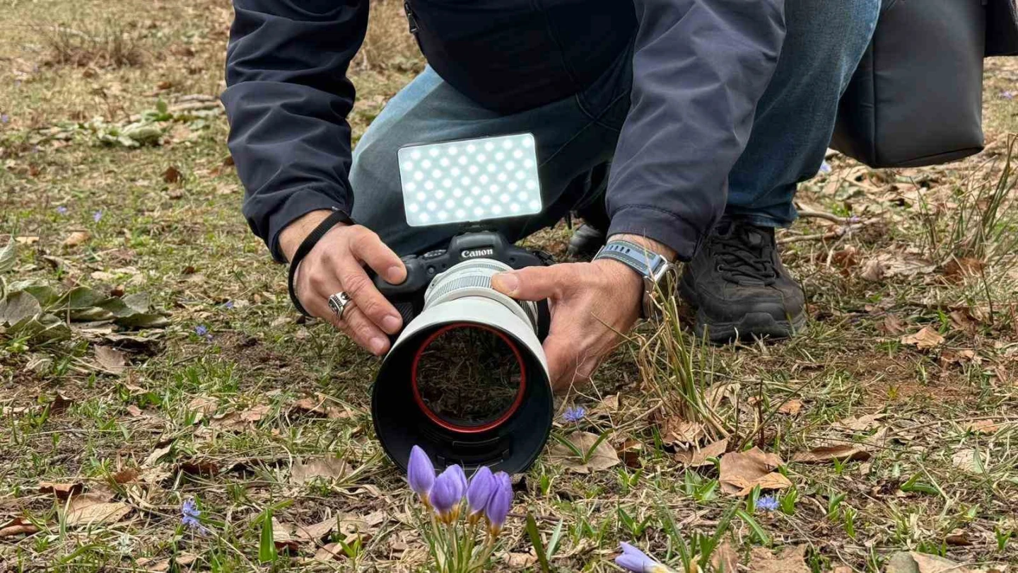 Kartepe’nin nadide türü objektiflere yansıdı
