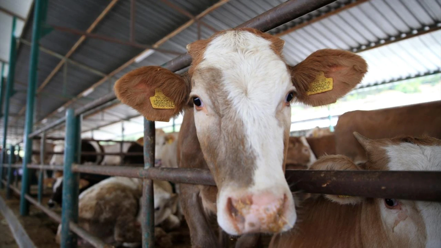 Kurban Hizmetleri Komisyonu kurulacak