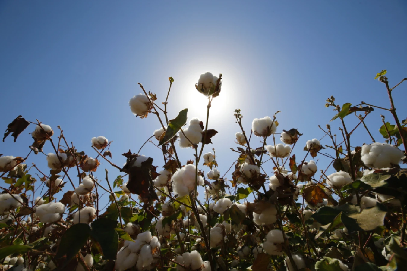 1000 yıllık süreç laboratuvarda birkaç yıla indirildi